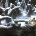 leather coral
