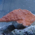 monti