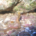 wormy
