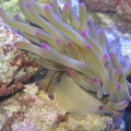 anemone2