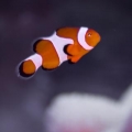 One of our clow fish :)
