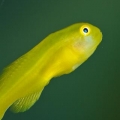 The most funny fish ever: Yellow Clown Goby!