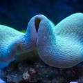 Sleeping leather coral