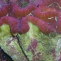 XL Red Lobo Coral