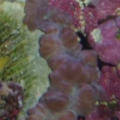Nemanzophyllia turbida