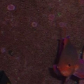 Lyretail Anthias