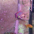 Anthias