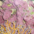 Yellow Gorgonian w/polyps extended