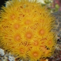 Orange Tubastraea at Night: Its feeding time