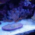 Yellow Gorgonian
