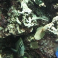 New Tank, New Year