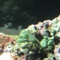 New Tank, New Year