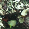 New Tank, New Year