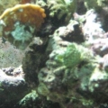 New Tank, New Year