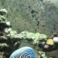 New Tank, New Year