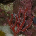 Deep Water Red Gorgonian