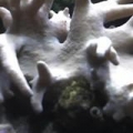 leather_coral_jan_2008