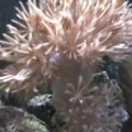 xenia_jan_2008