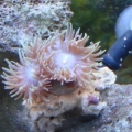 Duncan Coral