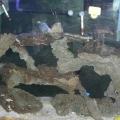 CIMG0867