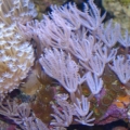 Long Polyp Toadstool with Anthelia