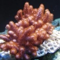 leather finger coral