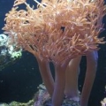pulsing silver xenia