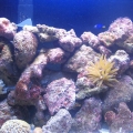 20g