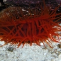 Lima Scabra - Flame Scalope