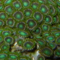 Zoanthus Pulchellus - Green Sea Mat