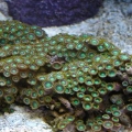 Zoanthus Pulchellus - Green Sea Mat