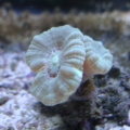 candycane coral