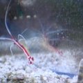 Cleaner shrimp in my 5.5gal