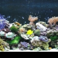 full_tank_shot_004