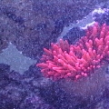 My 58g tank