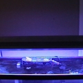 My 58g tank