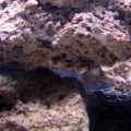 Picture_099