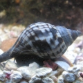 snail