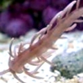 pauls nudi!