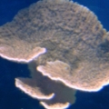 Orange Monti