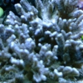 Blue M Stellata