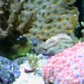 Collection of Acans