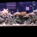 My 55g at 6 months