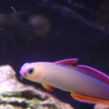 Purple Fire Fish