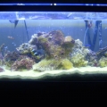 MY 1ST 55 GALLON SALTWATER