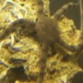 56
