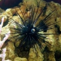 Long Spine Urchin