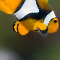 Macro Fun: Clown