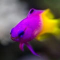 Macro Fun: Gamma