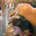 Macro Fun: Kenya Tree